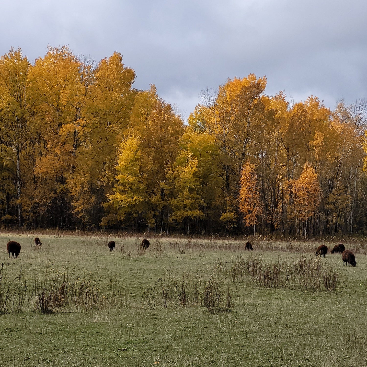 Sheep grazing in a green pasture near the edge of a forest, fall has turned the leaves bright yellow and orange.